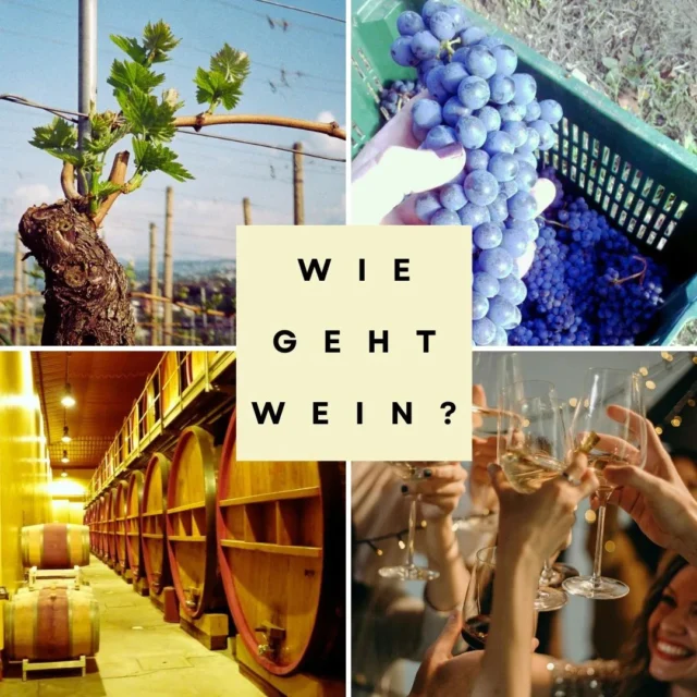 In diesem unterhaltsamen Seminar legen wir den Grundstein für das Weinverständnis. 

Es richtet sich an Wein-Anfänger, sowie Weingenießer, die ein wenig tiefer in die Materie einsteigen möchten.

Die Grundlagen der Weinbereitung (weiß, rot und Schaumwein) vom Weinberg bis hin zur Flasche werden nicht nur erklärt sondern auch erschmeckt. 

Hierbei sind Weinfragen absolut willkommen. Ein guter Mix von technischer Information und Anekdoten aus dem Weinleben lässt neben der Verkostung von insgesamt 6 Weinen keine Langeweile aufkommen. 

LINK ZUR VHS IN BIO

#weinseminar #vhs #emmendingen #weinverkostung #weinlernen #weinlandbreisgau 

© Weingläser cottonbrostudio